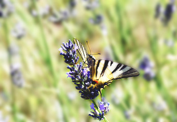 Il macaone, splendido esemplare di farfalla,ci mostra i suoi colori