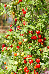 Tomato plant