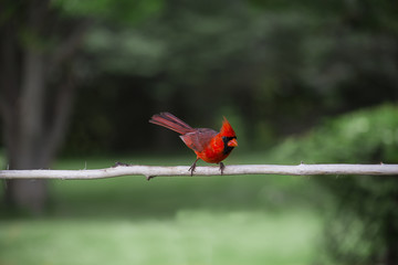 common red cardinal