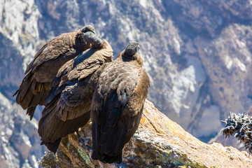 Three Condors at Colca canyon sitting,Peru,South America. This is a condor the biggest flying bird on earth