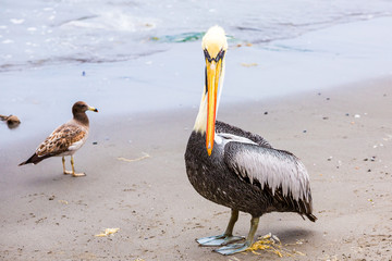 Pelican on Ballestas Islands,Peru South America in Paracas National park. Flora and fauna