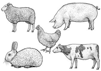 Domestic animals illustration, vector