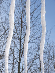Three large icicles on a background of trees and blue sky