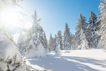 Landscape with winter trees in mountains covered with fresh snow