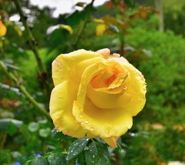 the yellow rose