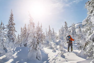 Man Traveler with backpack hiking or skitouring in winter forest landscape into the wild