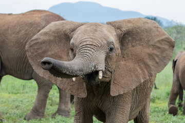 Elephant