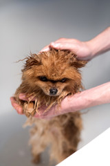 Well groomed dog. Grooming. Grooming of a pomeranian dog. Funny pomeranian in the bath. Dog taking a shower. Dog on white background. 