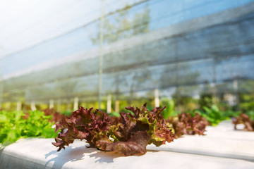organic hydroponic lettuce vegetable in farm