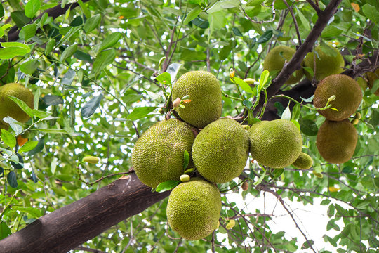 Jack fruits hanging on tree