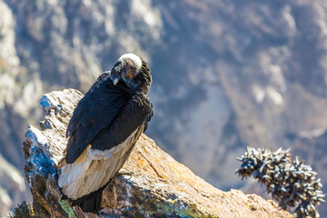 Condor at Colca canyon sitting,Peru,South America. This is a condor the biggest flying bird on earth