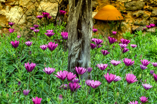 jardines morados
