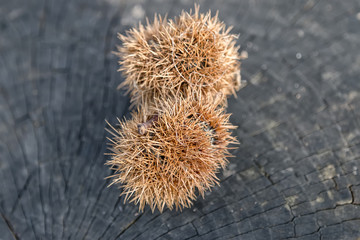Thorny chestnut