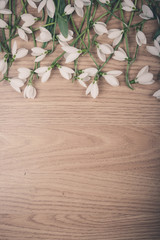 Obraz na płótnie Canvas Snowdrop flower on wood floor