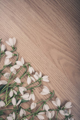 Fototapeta na wymiar Snowdrop flower on wood floor
