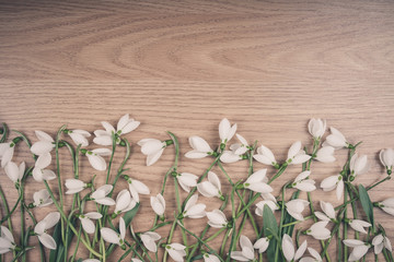 Snowdrop flower on wood floor