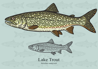 Lake Trout, Salmon Trout. Vector illustration for artwork in small sizes. Suitable for graphic and packaging design, educational examples, web, etc.