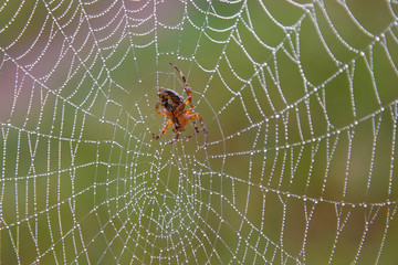 orange spider in the web in the morning with drops of transparent dew on it