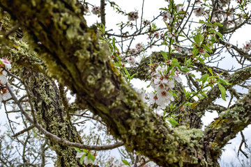almendros en flor