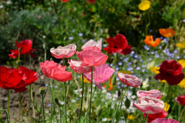 Obraz premium 芥子の花 poppy flowers