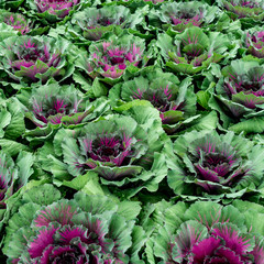 Purple cabbage in farm