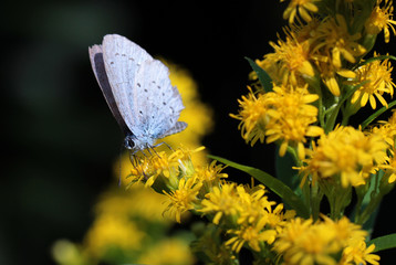 Obraz premium cute little butterfly sipping nectar