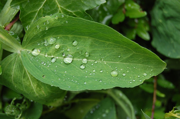 Raindrops on a leaf