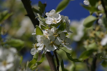 Birne, Baumblüte, Garten Kräuter, Beeren, Blüten