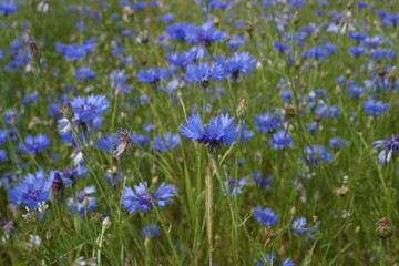 Obraz na płótnie Canvas Blaue Kornblumen, Garten Kräuter, Beeren, Blüten