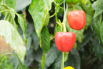 Red bell pepper on the pepper tree