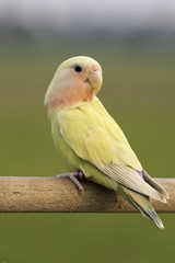 Lovebird parrot stand on blurred backgroud