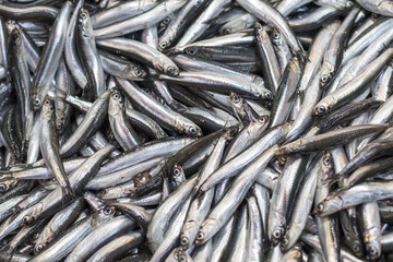 Fototapeta premium anchovy