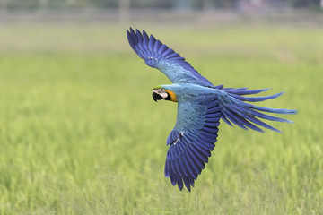 blue and gold macaw flying in rice field