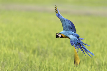blue and gold macaw flying in rice field