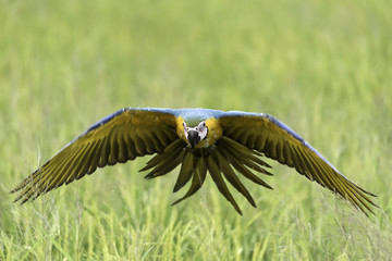 Fototapeta premium blue and gold macaw flying in rice field