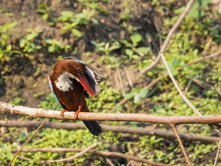 Image of bird on the branch on natural background. White-throated Kingfisher ( Halcyon smyrnensis )