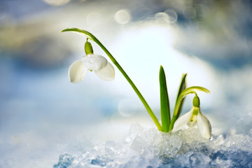 gentle spring snowdrop flower in melting snow   soft focus
