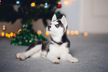 Fototapeta premium puppy of a husky on the background of a Christmas tree. A gift for Christmas.