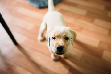 Beautiful dog puppy Labrador retriever playing in the house apartment.