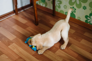 Beautiful dog puppy Labrador retriever playing with a toy bottle in the house apartment. Against the background of linoleum