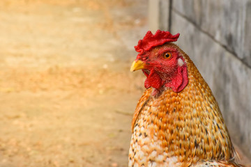 Gold Rooster.Cock, Rooster, symbol of Chinese New year 2017. Gold rooster on a concrete road background.