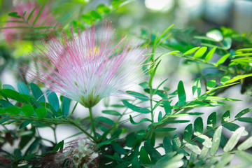 Obraz premium Pink red powderpuff or Red Head powderpuff in garden