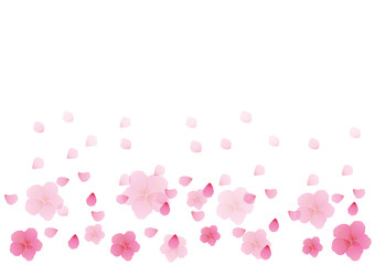 Cherry blossom flowers background. Sakura  pink flowers  background.