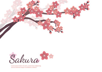 Obraz na płótnie Canvas Cherry blossom flowers background. Sakura pink flowers background.