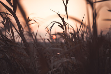 Fototapeta premium Zachód słońca wśród wysokiej trawy
