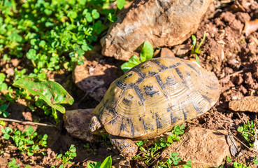 Obraz premium Tortoise on the ground near Moulay Idriss, Morocco