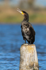 cormorano (Phalacrocorax carbo) - ritratto di giovane