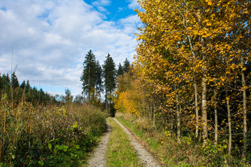 Fototapeta premium Waldweg im Herbst