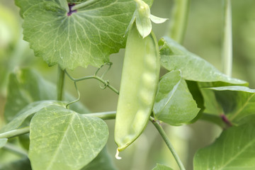 Green pea hanging on a plant in the garden close up. 