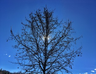 albero in inverno